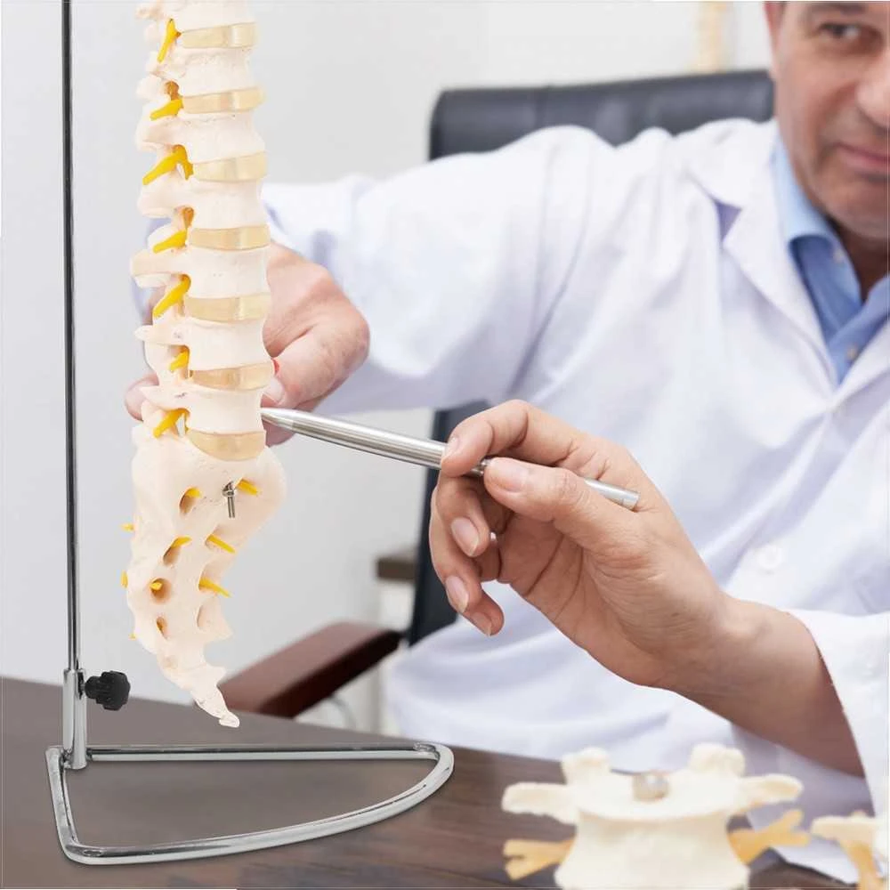 4Fizjo Žmogaus stuburo modelis, natūralaus dydžio anatominis stuburas, mokomasis skeletas anatomijos studijoms, medicinos mokymo priemonė