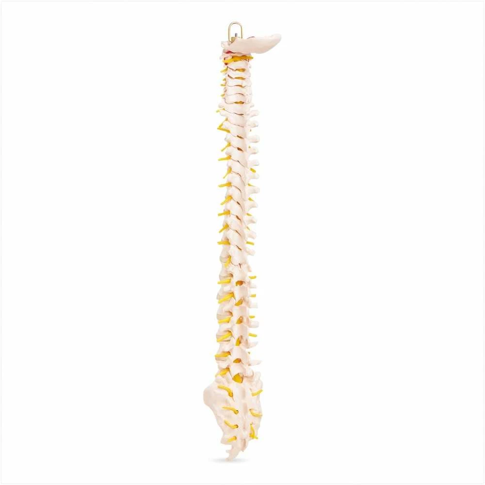 4Fizjo Žmogaus stuburo modelis, natūralaus dydžio anatominis stuburas, mokomasis skeletas anatomijos studijoms, medicinos mokymo priemonė