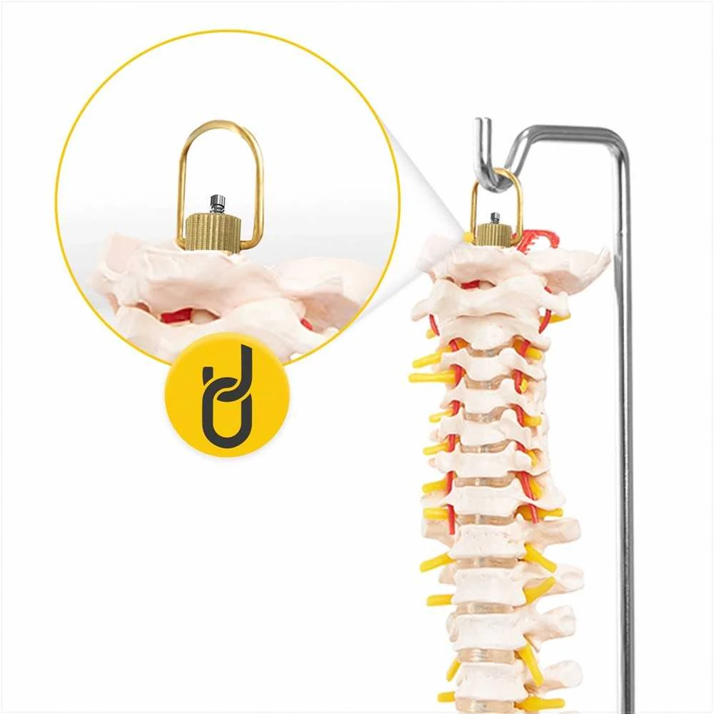 4Fizjo Žmogaus stuburo modelis su dubeniu, anatominis skeletas studijoms, natūralaus dydžio stuburo kolona medicininiam mokymui