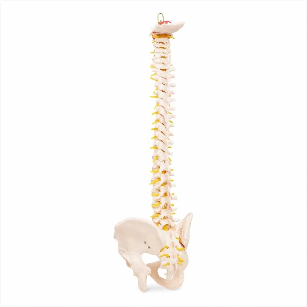 4Fizjo Žmogaus stuburo modelis su dubeniu, anatominis skeletas studijoms, natūralaus dydžio stuburo kolona medicininiam mokymui
