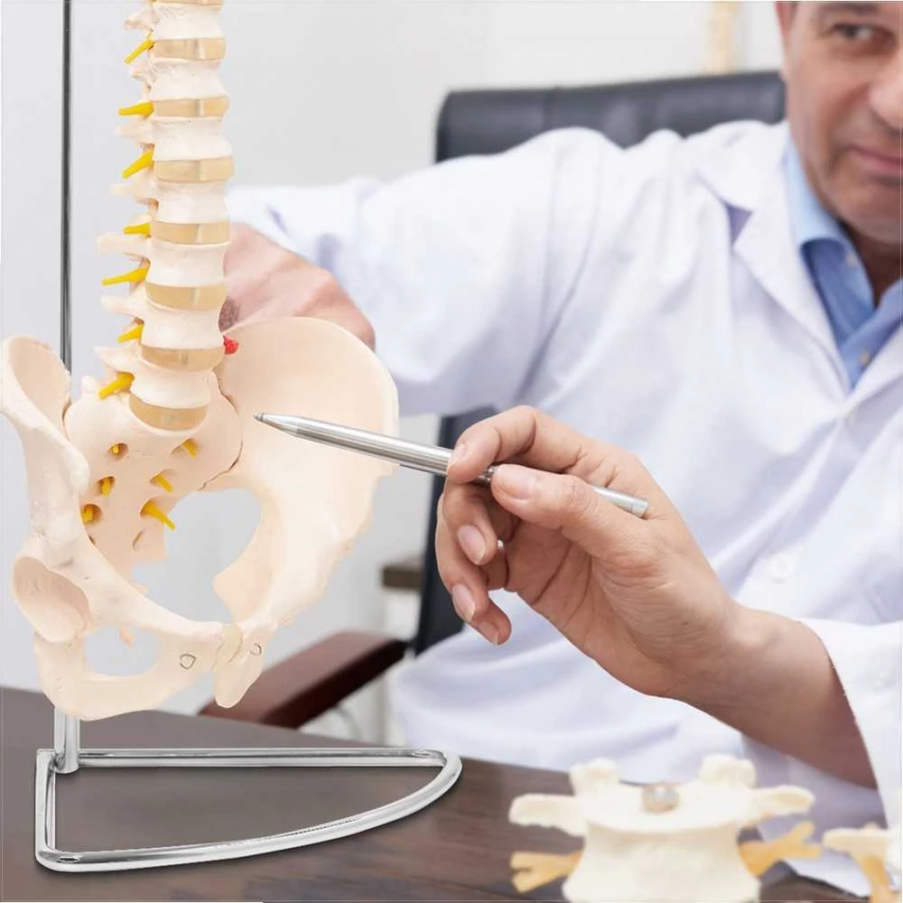 4Fizjo Žmogaus stuburo modelis su dubeniu, anatominis skeletas studijoms, natūralaus dydžio stuburo kolona medicininiam mokymui