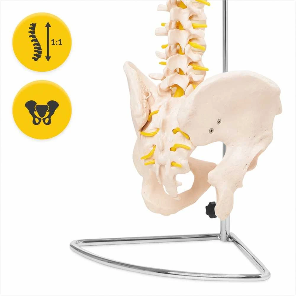 4Fizjo Žmogaus stuburo modelis su dubeniu, anatominis skeletas studijoms, natūralaus dydžio stuburo kolona medicininiam mokymui