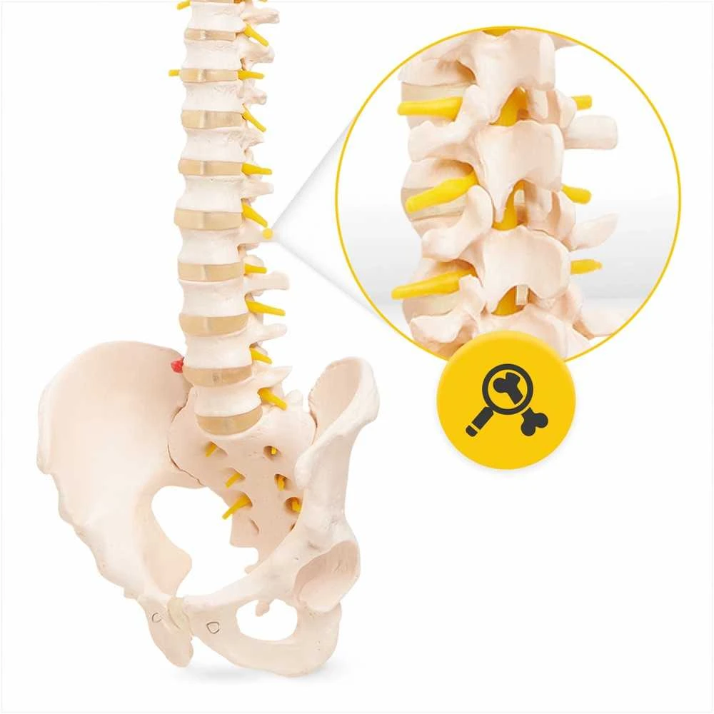 4Fizjo Žmogaus stuburo modelis su dubeniu, anatominis skeletas studijoms, natūralaus dydžio stuburo kolona medicininiam mokymui