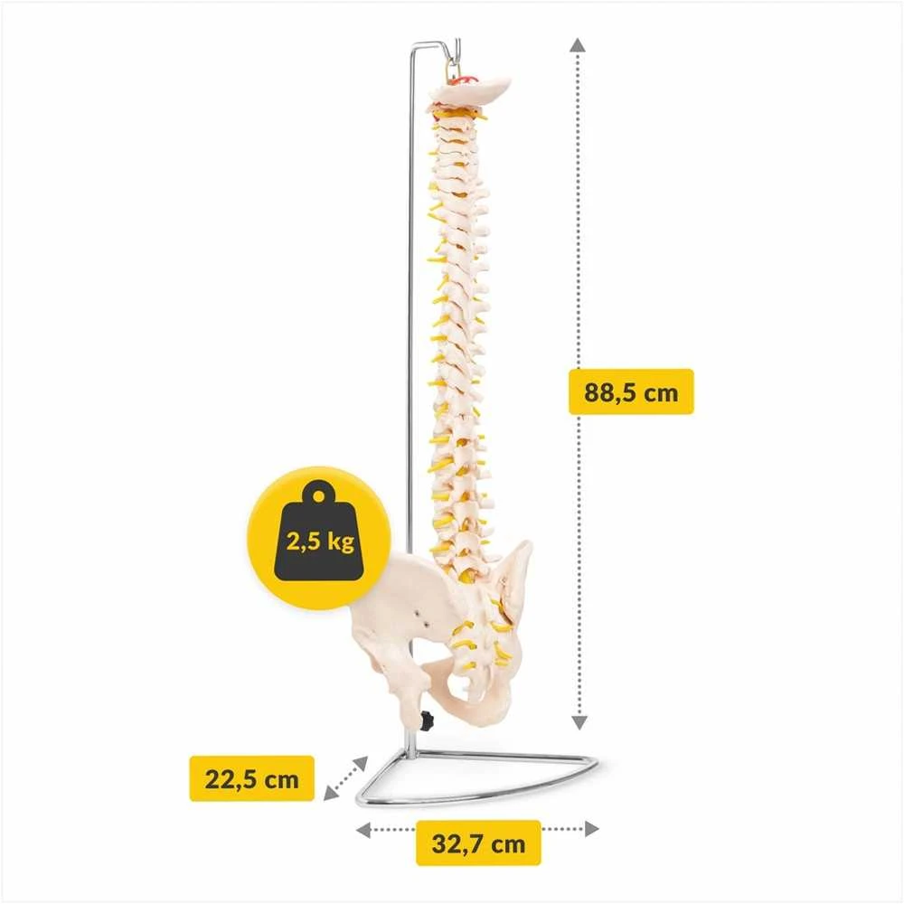 4Fizjo Žmogaus stuburo modelis su dubeniu, anatominis skeletas studijoms, natūralaus dydžio stuburo kolona medicininiam mokymui