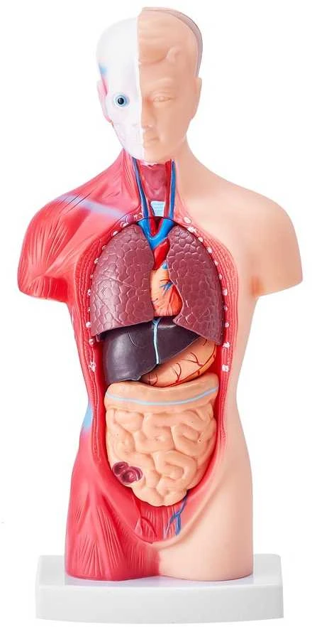 Žmogaus torso anatomijos modelis, 15 dalių, 28 cm, nuimami organai, mokymo priemonė studentams, mokslui, mokyklai, anatomijos skeletas, edukacinis modelis