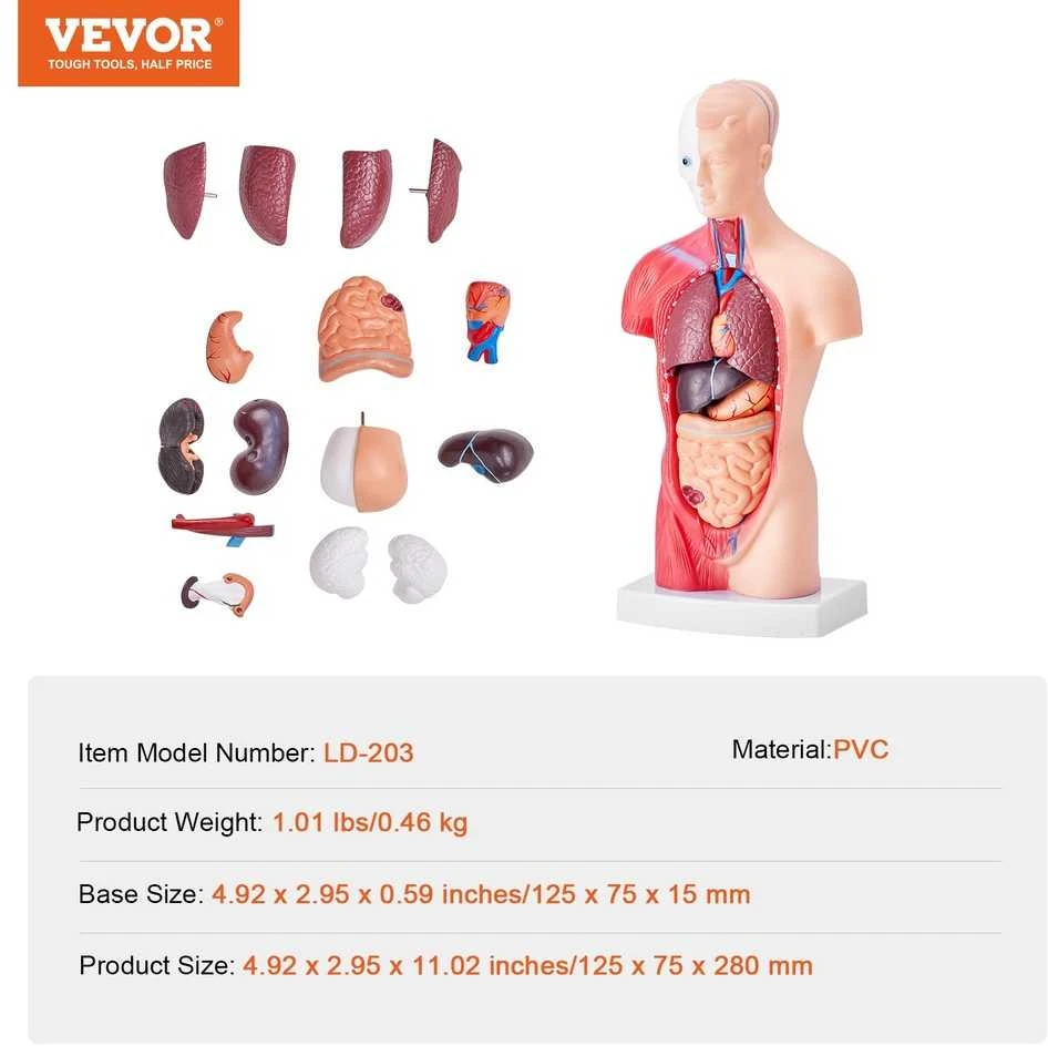 Žmogaus torso anatomijos modelis, 15 dalių, 28 cm, nuimami organai, mokymo priemonė studentams, mokslui, mokyklai, anatomijos skeletas, edukacinis modelis