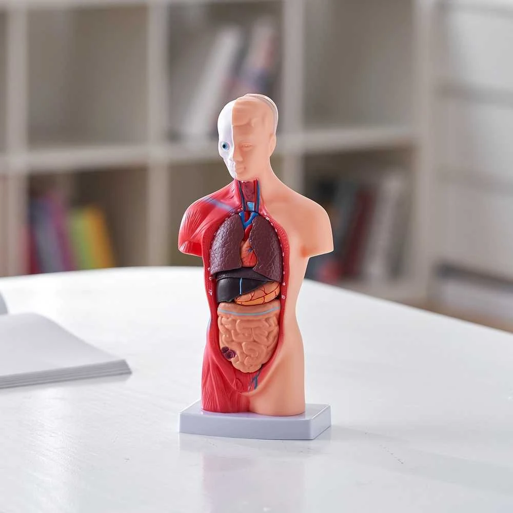 Žmogaus torso anatomijos modelis, 15 dalių, 28 cm, nuimami organai, mokymo priemonė studentams, mokslui, mokyklai, anatomijos skeletas, edukacinis modelis