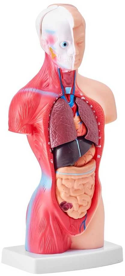 Žmogaus torso anatomijos modelis, 15 dalių, 28 cm, nuimami organai, mokymo priemonė studentams, mokslui, mokyklai, anatomijos skeletas, edukacinis modelis