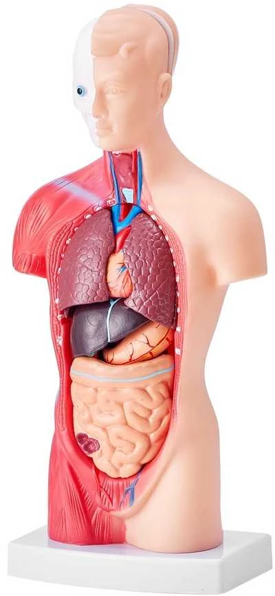 Žmogaus torso anatomijos modelis, 15 dalių, 28 cm, nuimami organai, mokymo priemonė studentams, mokslui, mokyklai, anatomijos skeletas, edukacinis modelis