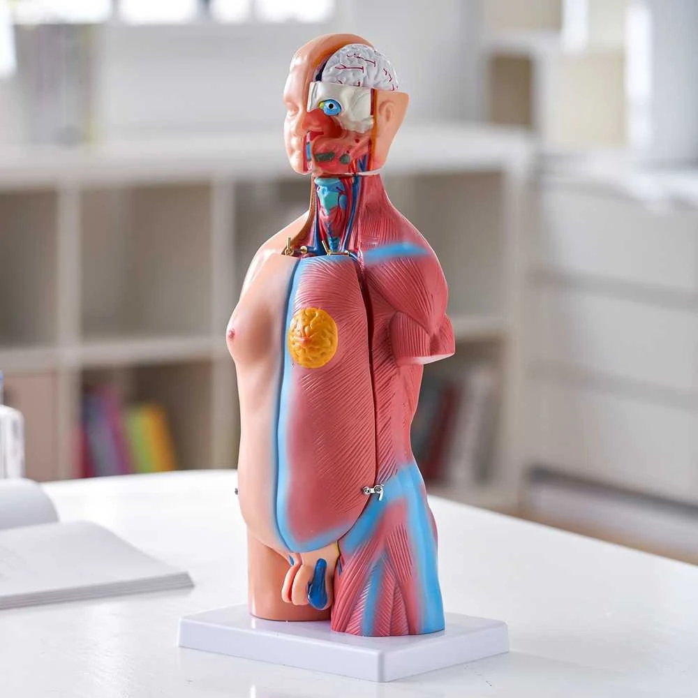 Žmogaus torso modelis, 46 cm, 23 dalys