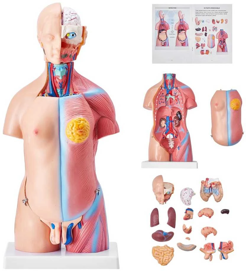 Žmogaus torso modelis, 46 cm, 23 dalys