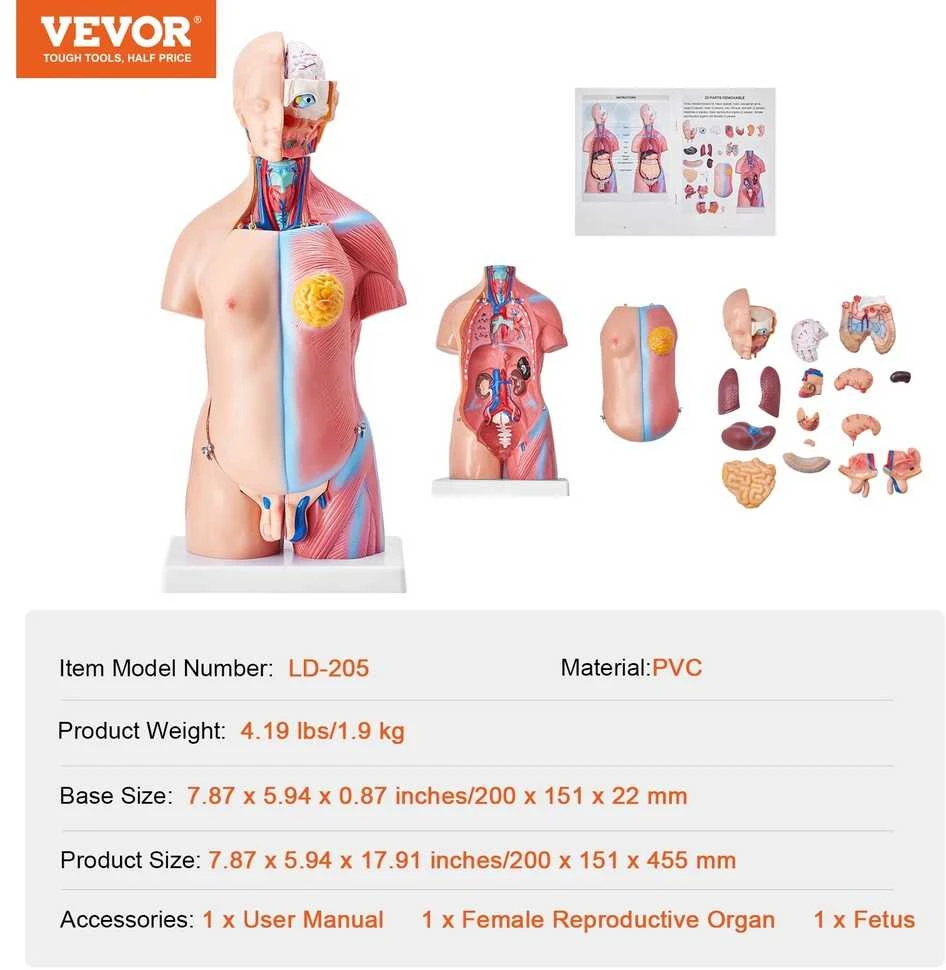 Žmogaus torso modelis, 46 cm, 23 dalys