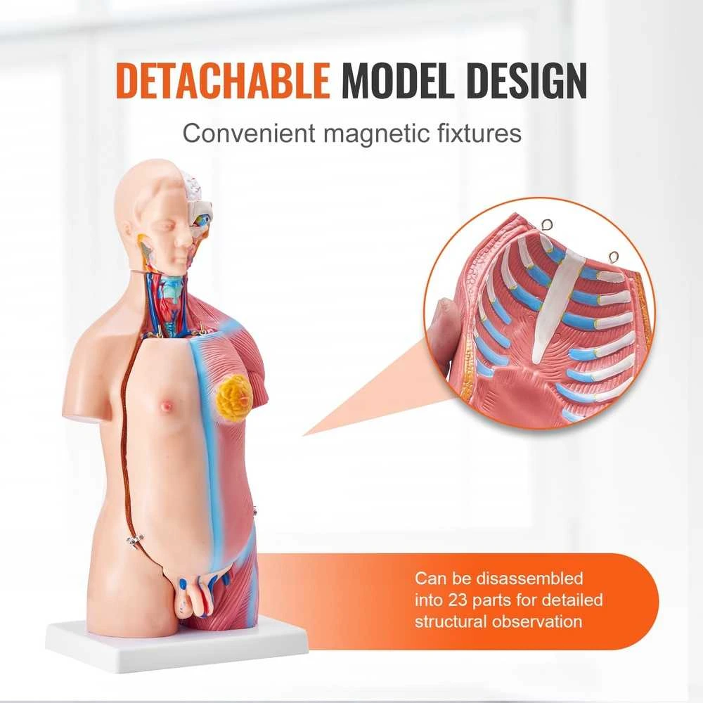 Žmogaus torso modelis, 46 cm, 23 dalys