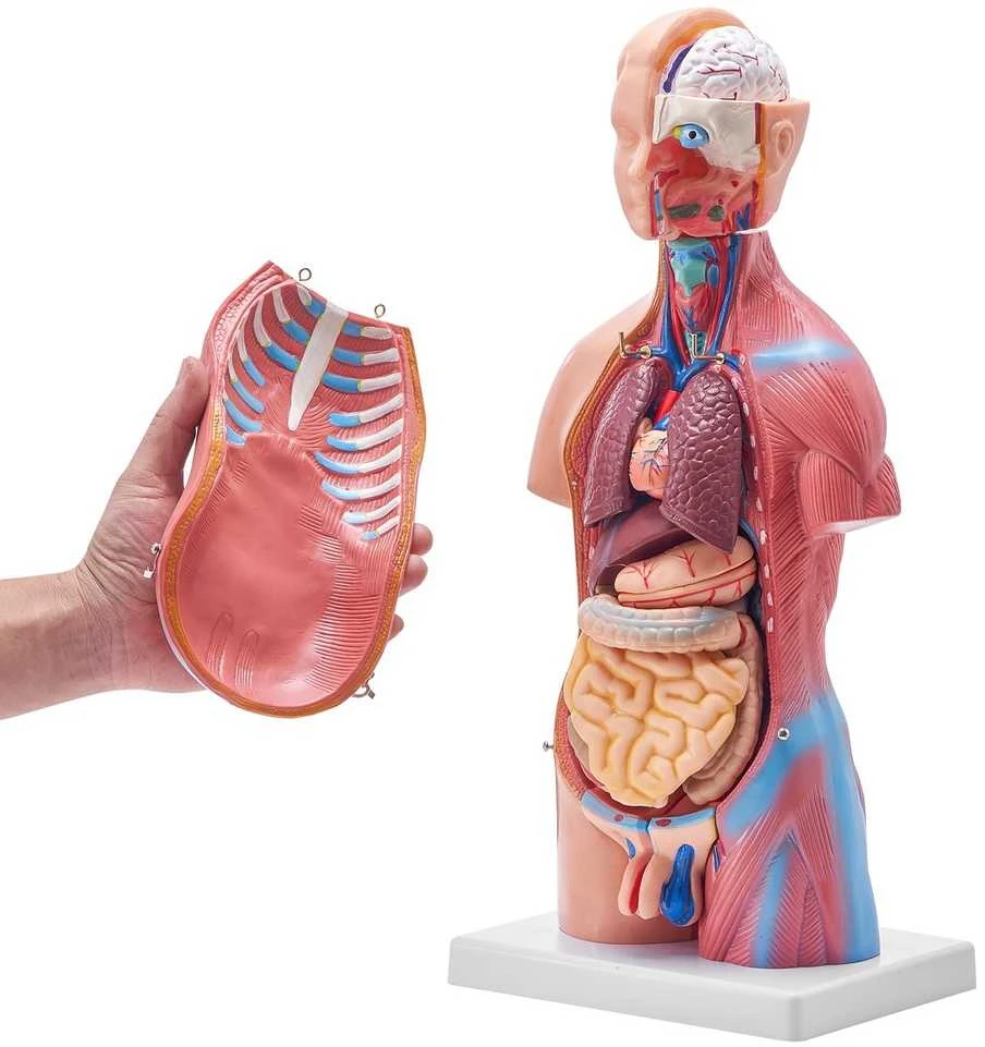 Žmogaus torso modelis, 46 cm, 23 dalys