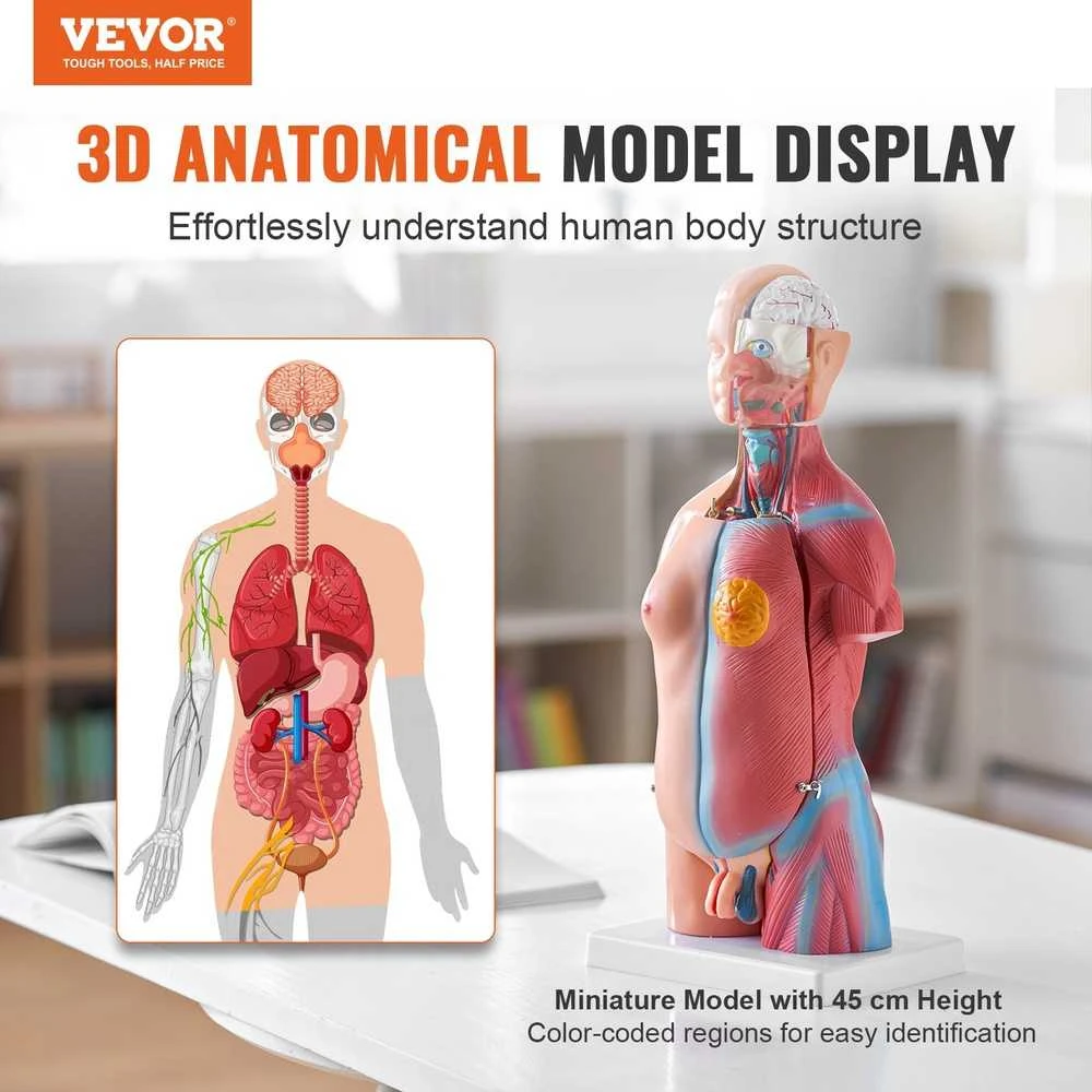 Žmogaus torso modelis, 46 cm, 23 dalys