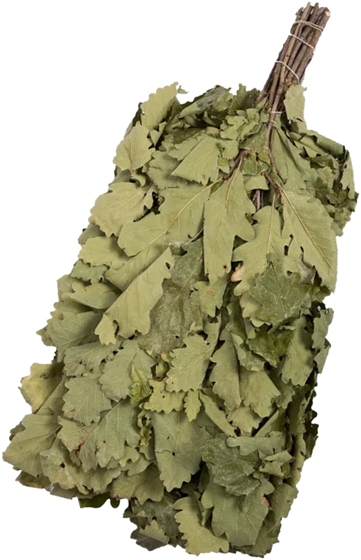 Ąžuolo vanta