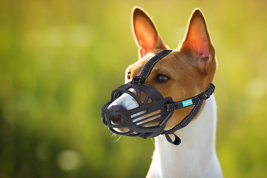 Freedog Import Sl Freedog Ergo Plus juodas antsnukis šunims XXL