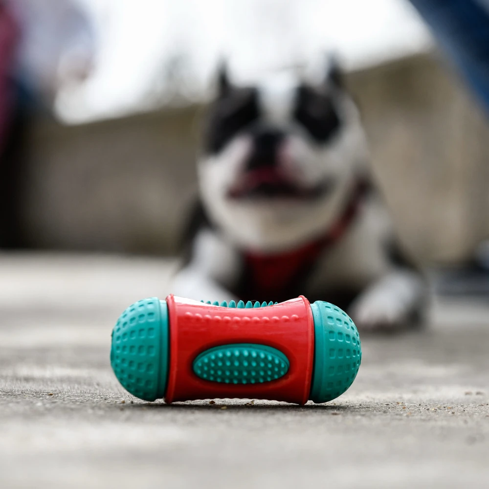 Freedog Import Sl Freedog Peanut skanėstų žaislas šuniui 6x13 cm