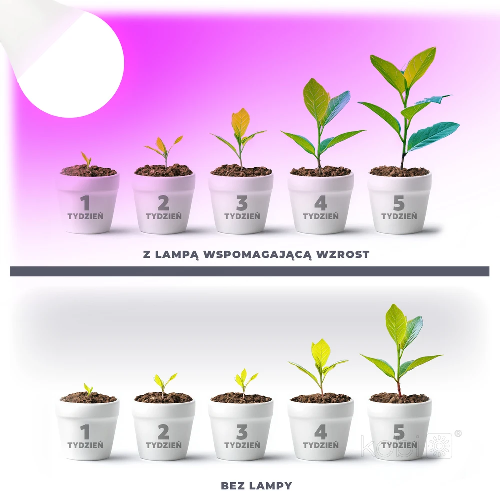 11W LED augalų auginimo lemputė PLANTY, E27, balta, 1200K