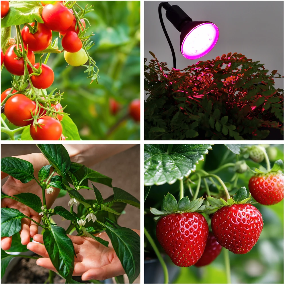 9W LED augalų auginimo lemputė PLANTY, E27, juoda, 1200K