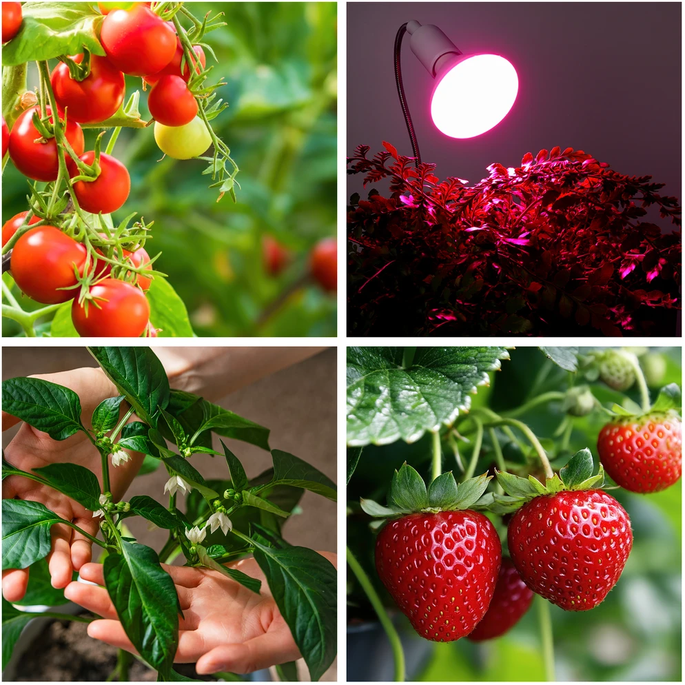 9W LED augalų auginimo lemputė PLANTY, E27, balta, 1200K