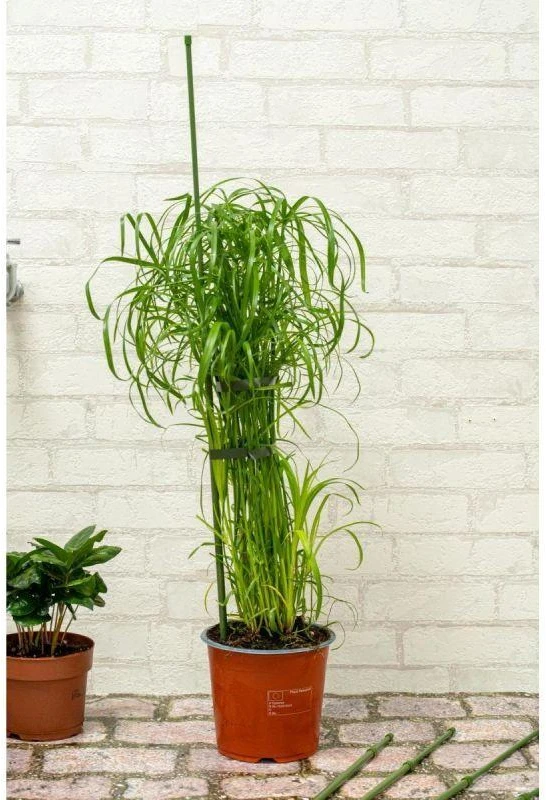 Kinzo Atraminės lazdos augalams 6 vnt 50–80 cm
