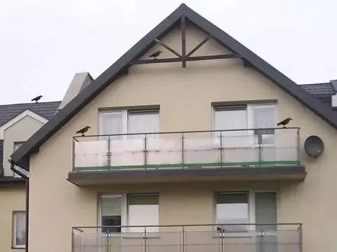 ATL Imitacija varnos (varna)