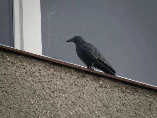 ATL Imitacija varnos (varna)