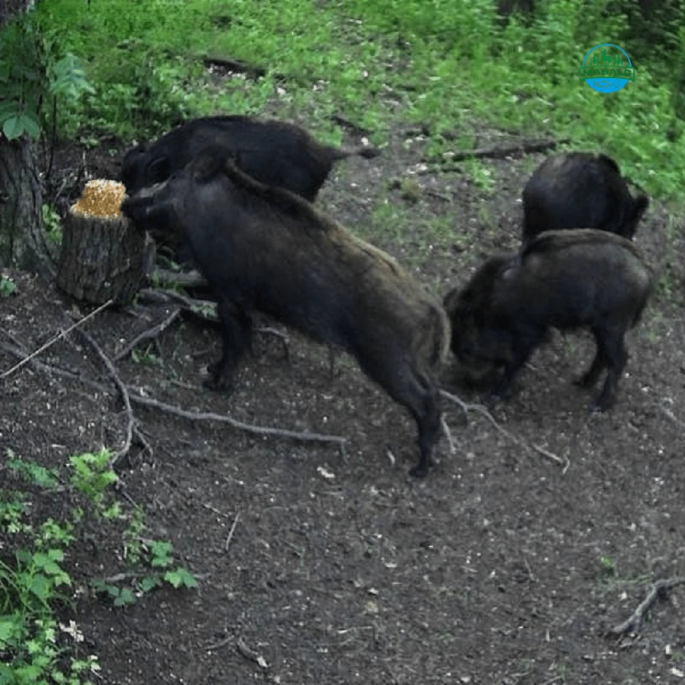 Masals kukurūzų laižalas laukiniams gyvūnams – ilgo veikimo, termiškai apdorotas, 3kg.