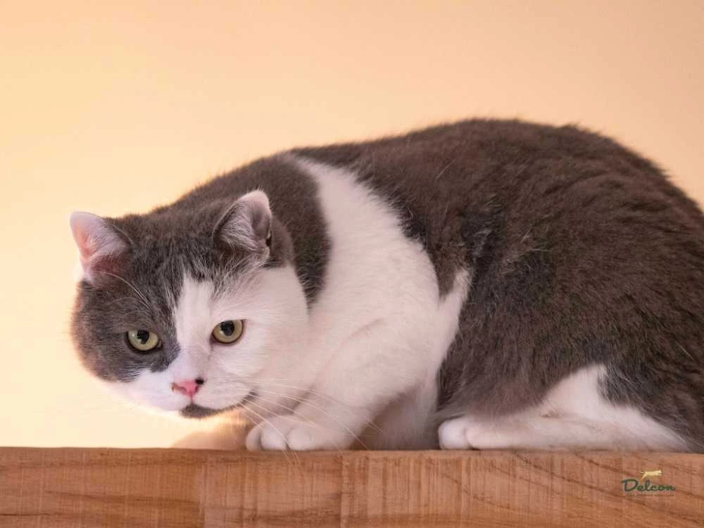 Delcon Visavertis begrūdis pašaras suaugusioms katėms su vištiena / 8,75 kg