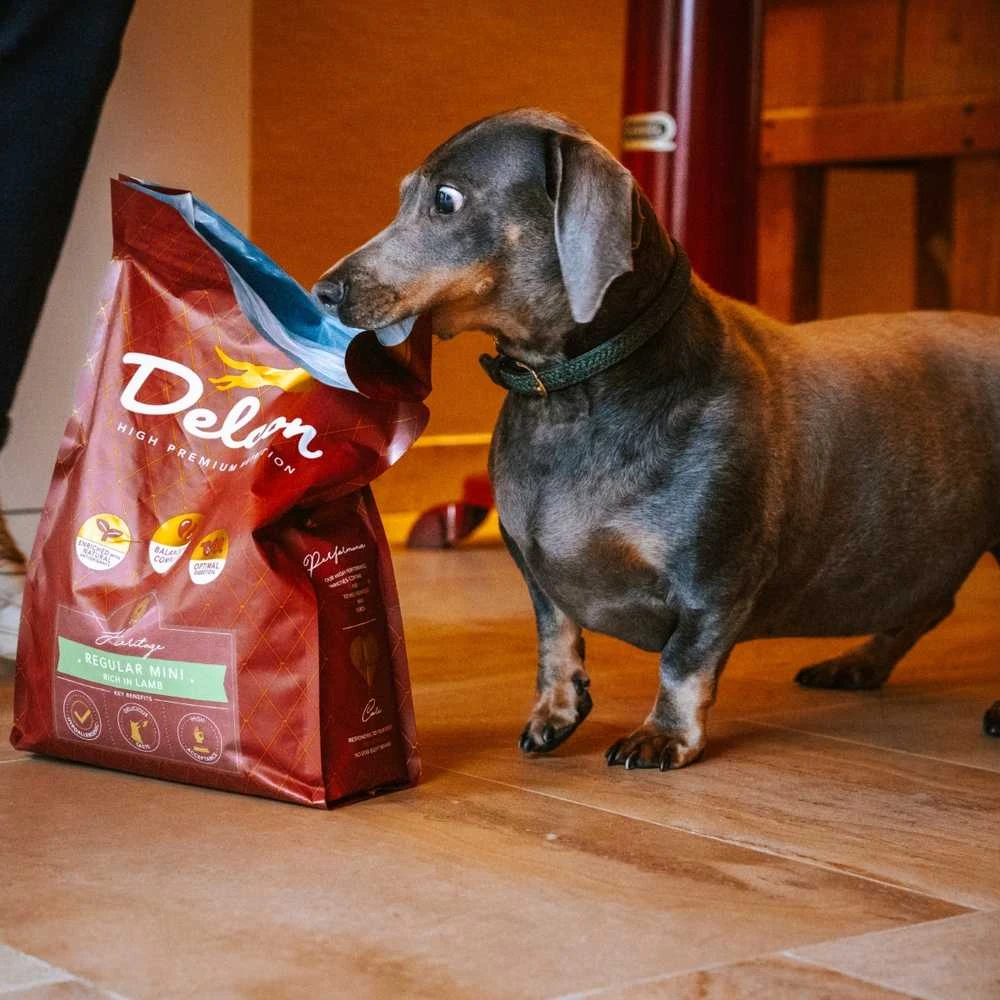 Visavertis pašaras suaugusiems šunims REGULAR MINI su ėriena, mažų veislių / 3kg