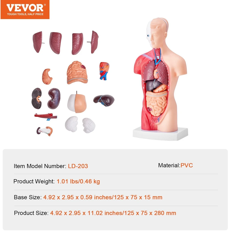 VEVOR Žmogaus kūno modelis su nuimamais organais