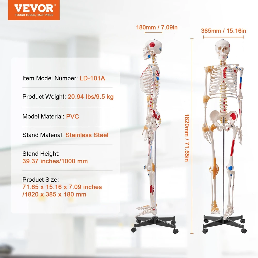 VEVOR Žmogaus skeletas anatomijai, natūralaus dydžio