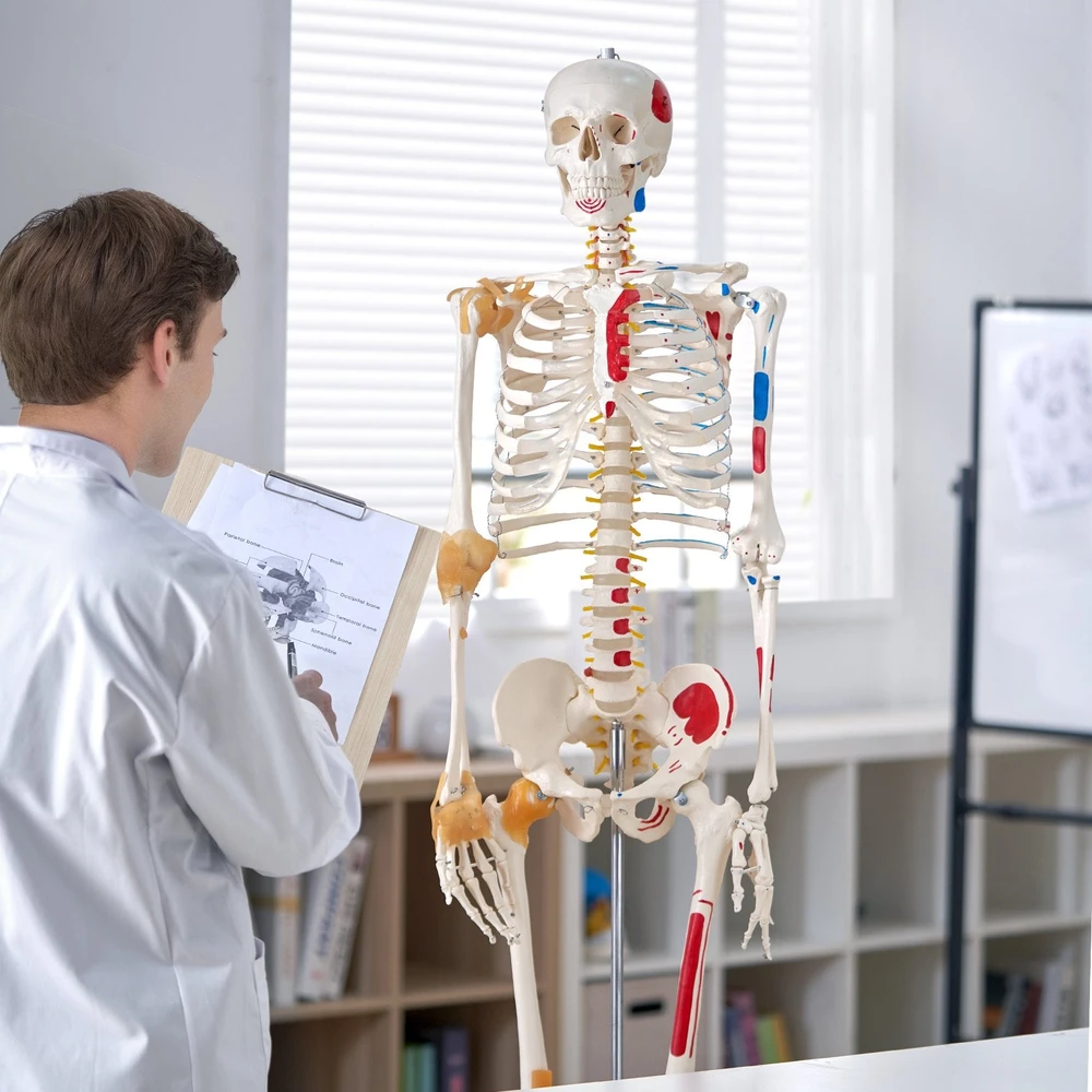 VEVOR Žmogaus skeletas anatomijai, natūralaus dydžio