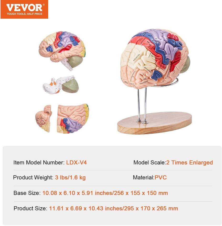VEVOR Žmogaus smegenų modelis 2 kartus didesnis
