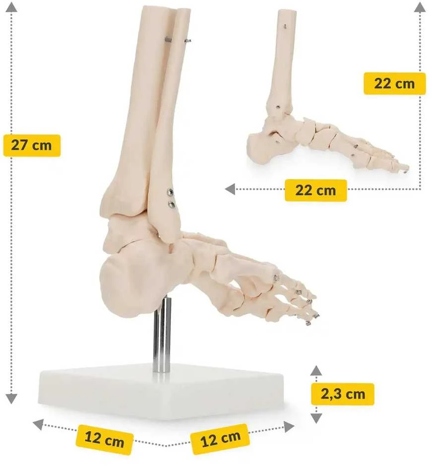 4Fizjo Čiurnos sąnario anatominis modelis masteliu 1:1