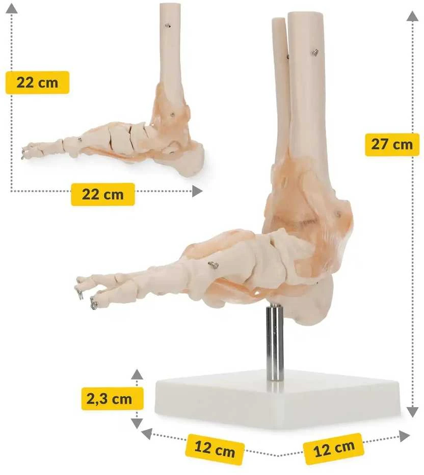 4Fizjo Čiurnos sąnario su raiščiais anatominis modelis 1:1 masteliu