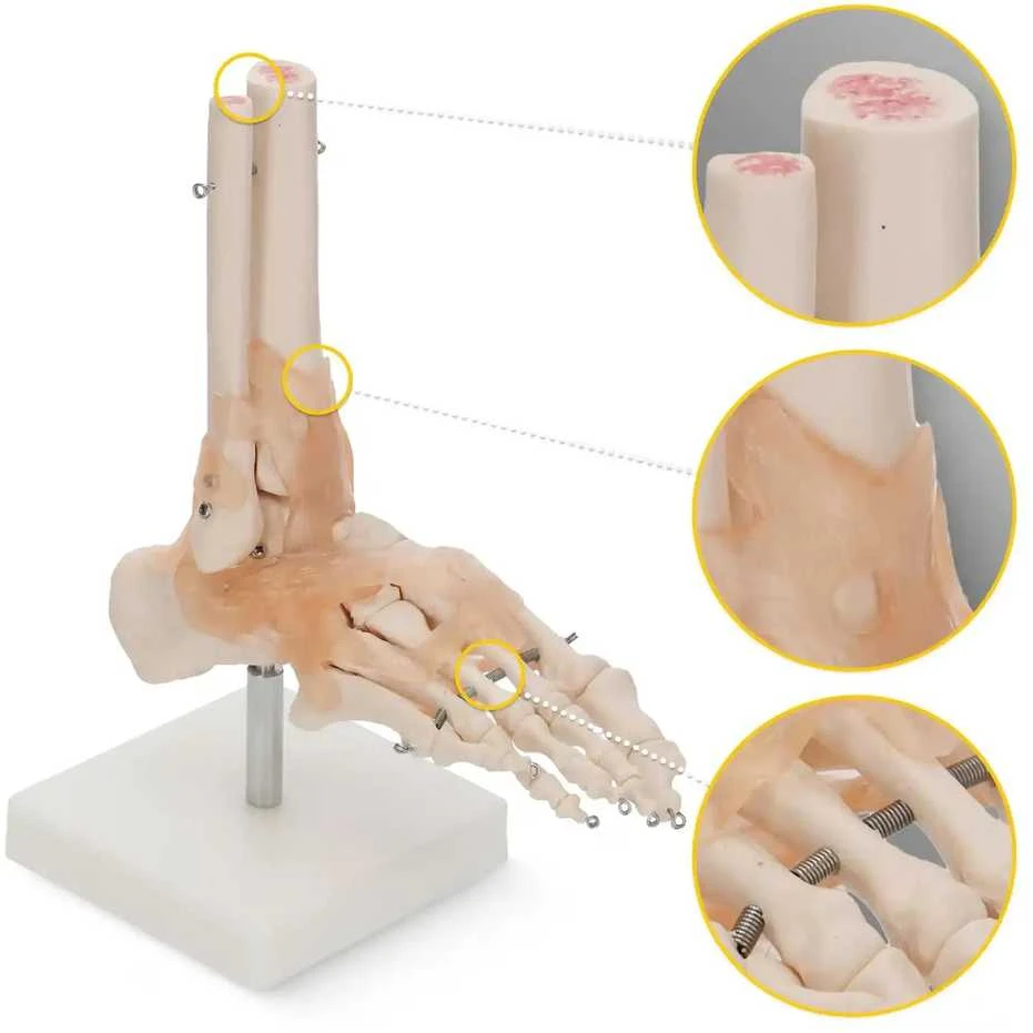 4Fizjo Čiurnos sąnario su raiščiais anatominis modelis 1:1 masteliu