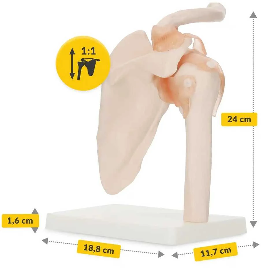 4Fizjo Peties sąnario su raiščiais anatominis modelis 1:1 masteliu