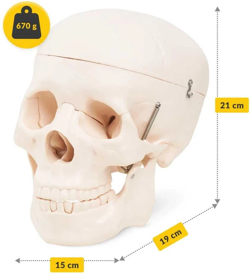 4Fizjo Žmogaus kaukolės anatominis modelis