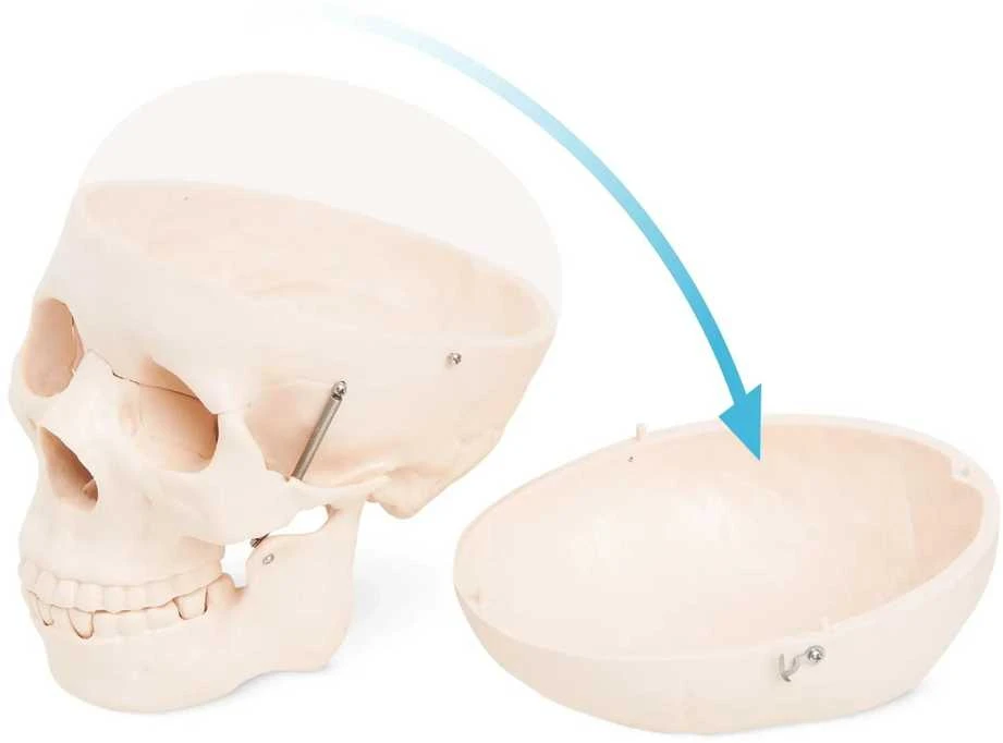 4Fizjo Žmogaus kaukolės anatominis modelis