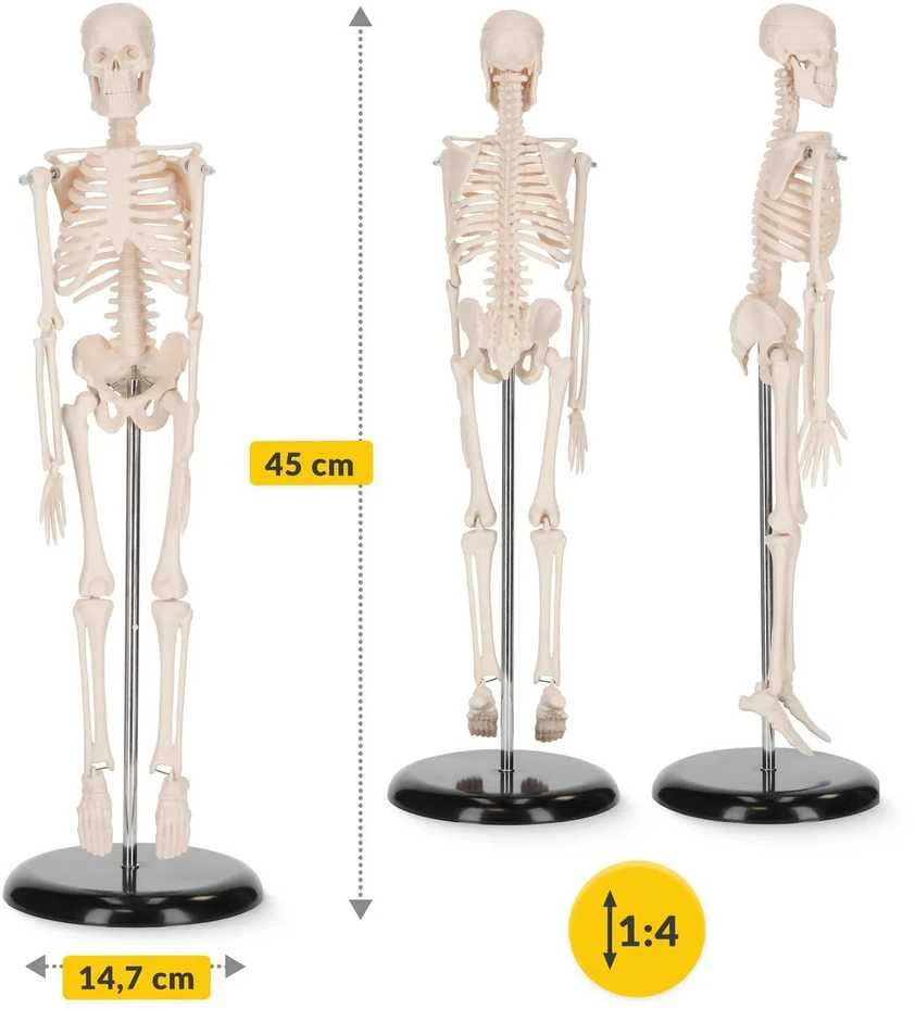 4Fizjo Žmogaus skeleto 45 cm anatominis modelis
