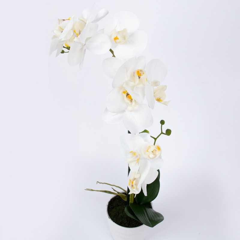 Home4You Balta orchidėja IN GARDEN, H51cm