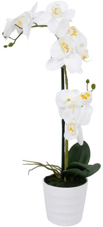 Home4You Balta orchidėja IN GARDEN, H51cm