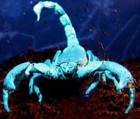 Bez Marki Uv Led Žibintuvėlis su Akiniais Kraujo, Gintaro, Nuotėkių Detektorius