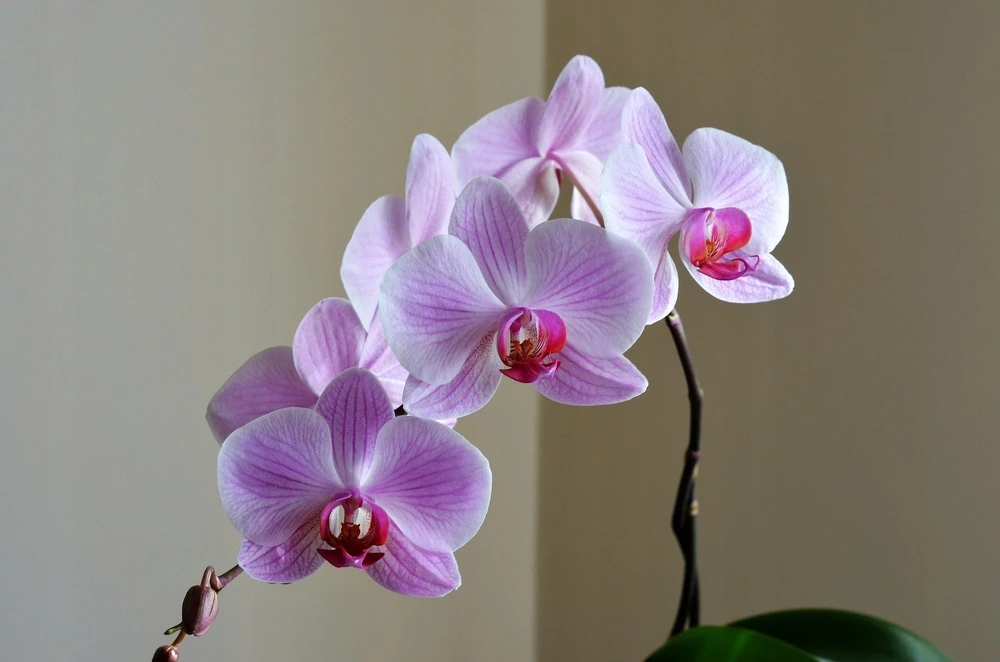 BIOPON NATŪRALUS BIOHUMUSAS orchidėjoms SKYSTOS TRAŠOS 1 L