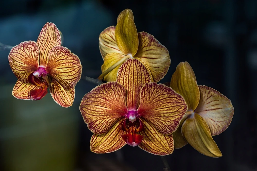 BIOPON NATŪRALUS BIOHUMUSAS orchidėjoms SKYSTOS TRAŠOS 1 L