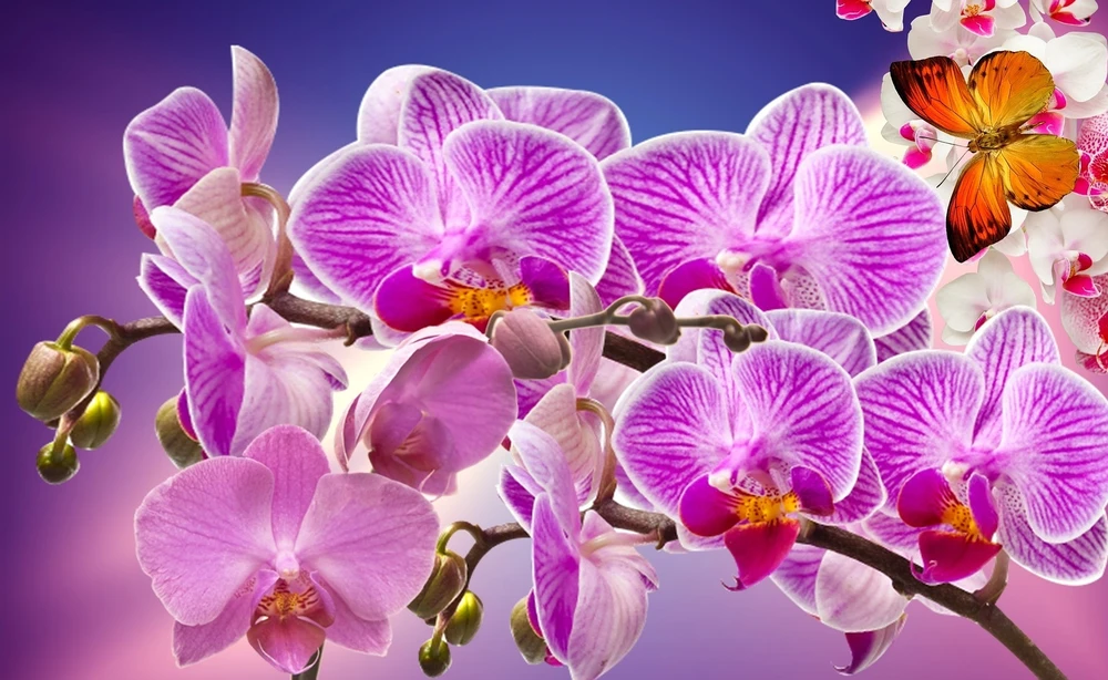 BIOPON NATŪRALUS BIOHUMUSAS orchidėjoms SKYSTOS TRAŠOS 1 L