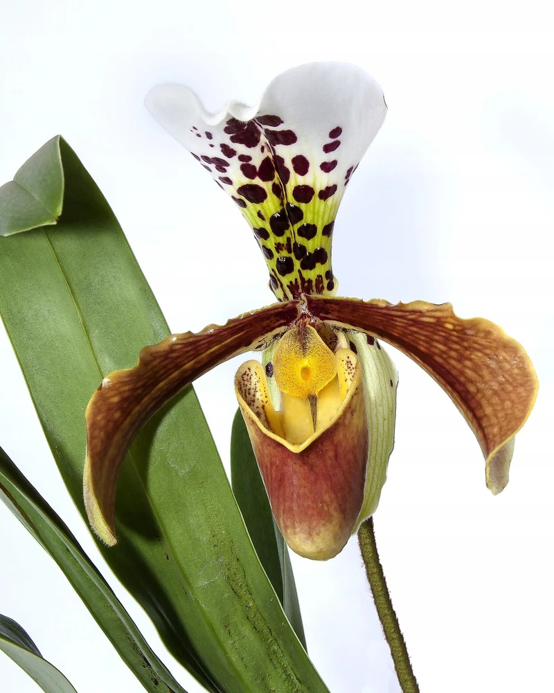 BIOPON NATŪRALUS BIOHUMUSAS orchidėjoms SKYSTOS TRAŠOS 1 L