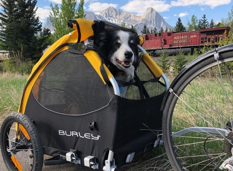 Burley Nomad Cargo Rack bagažinė dviračio priekabai Pilkas